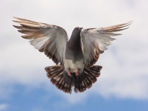 Do Pigeons Eat Bread? (4 Reasons Why This Can Be Deadly)