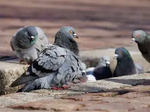 When can baby pigeons feed themselves