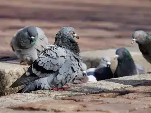 When Can Baby Pigeons Feed Themselves Critter Clean Out