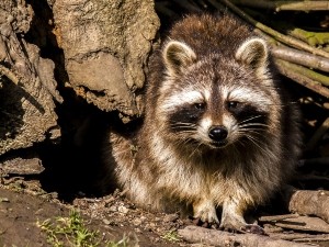 Do Raccoons Eat Rabbits? (3 Reasons Why Raccoons Prefer Other Foods + FAQ’s)