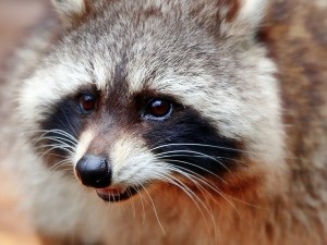 Do Raccoons Eat Squirrels? (Benefits, Risks, How They Hunt + FAQ’s)