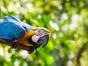 Can parrots eat pine nuts? Do they like them?