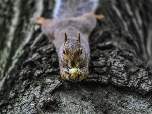 Do Squirrels Eat Walnuts? (Benefits, Feeding + FAQ’s)