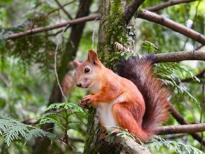 Do Squirrels Eat Rats? (Explained + FAQ’s)