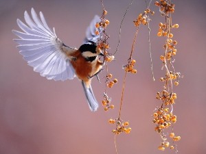 Can Birds Eat Quinoa? (Do They Like It? + FAQ’s)