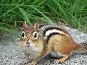 Do Chipmunks Eat Mice? (Are Mice Chipmunk Meals? + FAQ’s)