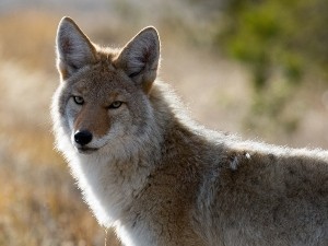 Do coyotes eat squirrels? Squirrels as a coyote meal