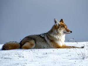 Do Coyotes Eat Raccoons? (A Guide + FAQ’s)