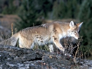 Do Coyotes Eat Wolves? Which Would Win In A Fight (Answered)
