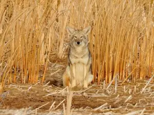 Do Coyotes Eat Skunks? (A Guide + FAQ’s)