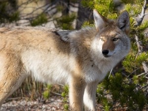 Do Coyotes Eat Their Prey Alive? (Pets vs Large And Small Animals + 5 FAQ’s)