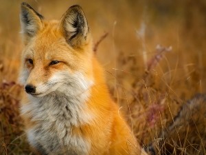Do Foxes Eat Raccoons? (Are Raccoons Fox Meals? + FAQ’s)