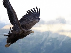 Do hawks eat raccoons? Are raccoons hawk meals?