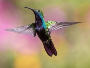 Can Birds Eat Watermelon? (7 Health Benefits, How To Serve + FAQ’s)