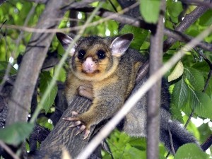 Do Possums Eat Squirrels? (A Guide + FAQ’s)