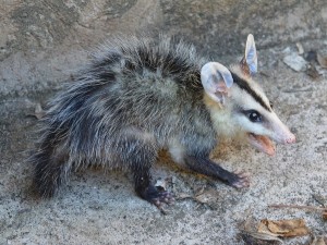 Do Possums Eat Birds? (Are Birds Possum Meals? + FAQ’s)