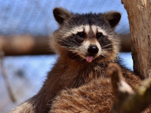 Do Raccoons Eat Birds? (A Guide + FAQ’s)
