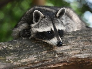 Can raccoons eat chocolate? Is it good for raccoons?