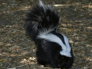 Do skunks eat bees? Are bees skunk food? – Critter clean out