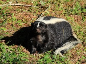 Do skunks eat meat? Are skunks predators? – Critter clean out