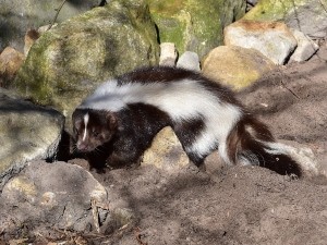 Do skunks eat mice? Mice as skunk meals