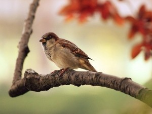 Can Birds Eat Pineapple?  (A Guide + FAQ’s)