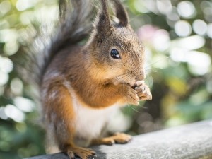 Do Squirrels Eat Insects? (A Guide +FAQ’s)