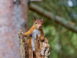 Can Squirrels Eat Almonds? (Do They Like Almonds?  + FAQ’s)