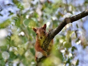 Can Squirrels Eat Chocolate? Do They Like It? (A Guide+ FAQ’s)