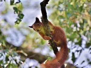 Do Squirrels Eat Mushrooms? (A Guide + FAQ’s)