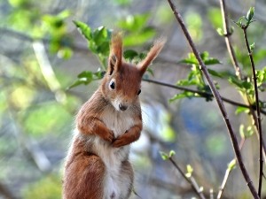 Can Squirrels Eat Grapes? Are Grapes Squirrel Food? (A Guide+ FAQ’s)
