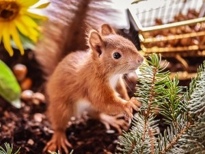 Can Squirrels Eat Peanuts? Benefits, Serving suggestion