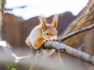 Do Squirrels Eat Eggs? Benefits, Srambeled vs boiled eggs