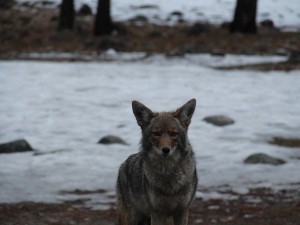 Do Coyotes Eat Cats? (How Coyotes Hunt And Kill Cats + FAQ’s)