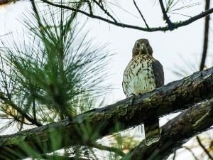 Where do sparrow hawks live? All you need to know