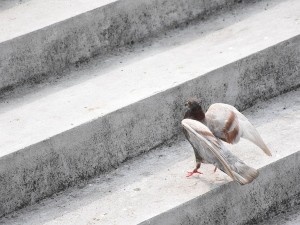 Can Pigeons Eat Peanuts? (Do They Like Them? + FAQ’s)