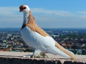 What Do Pigeons Taste Like? (Health Benefits, Cooking Methods + FAQ’s)