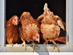 Why Do Chickens Wag Their Tails? (A Guide + FAQ’s)