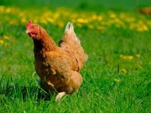 Why Do Chickens Cluck? (10 Reasons Why + FAQ’s)