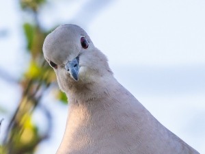 Why Do Pigeons Fly In Circles? (4 Reasons Why + FAQ’s)