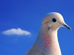 How Do Pigeons Know Where To Deliver Messages? (4 Ways + FAQ’s)