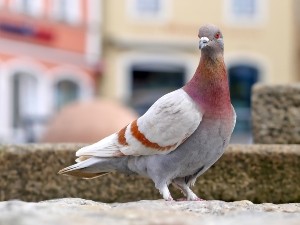 Where Do Pigeons Go To Die? ( Signs That A Pigeon Is Dying + FAQ’s)