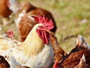 How to get chickens back in the coop
