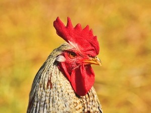 How to get chickens used to a new coop