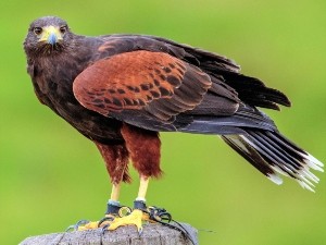 When Do Hawks Lay Eggs? (Laying Months + Incubation Time + FAQ’s)