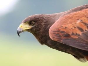 Where do hawks nest? In the wild vs urban areas