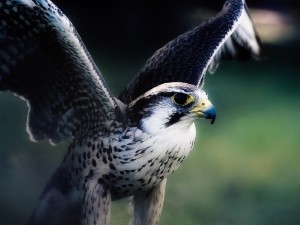 What Do Baby Hawks Eat? (Domesticated + Wild Baby Hawks +FAQ’s)