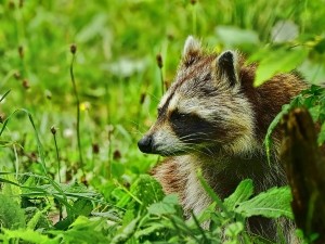 Where Do Raccoons Sleep During The Day? ( Wild + City Raccoons)
