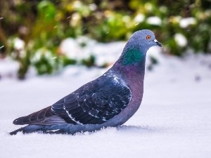 What Do Pigeons Eat In The Wild? (A Guide + FAQ’s)