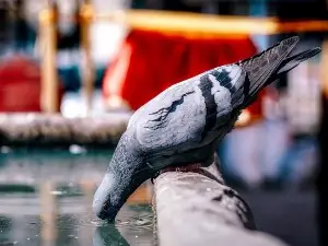 What Do Pigeons Eat In The City? (4 Common Pigeon Foods)